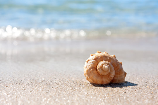 Sea shell on the sandy beach