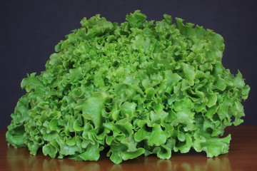 Laitue batavia