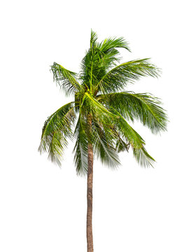 Coconut palm trees isolated