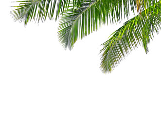 Fototapeta na wymiar Coconut palm tree