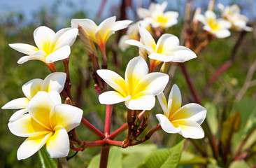 Fototapeta na wymiar beautiful white frangipani flowers on dark background