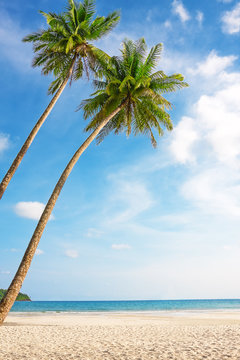 Tropical white sand with palm trees