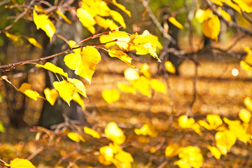 Autumnal yellow leaves