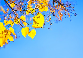 Fototapeta na wymiar Autumn leaves against blue sky