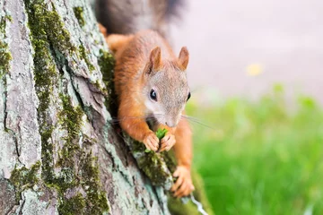 Foto op Aluminium Brown squirrel © preto_perola