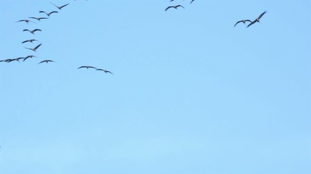 Migrating Common Cranes or Eurasian Cranes (Grus Grus) birds flying in the clear blue sky during an autumn day. 