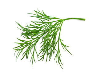 fresh dill on white background - 93496491