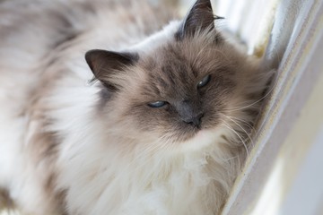 Beautiful Neva Masquerade cat portrait