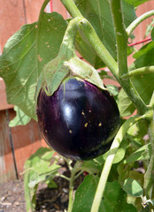 Eggplant Vertical/Fresh Purple Eggplant still on the vine