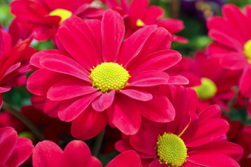 Chrysanthemum Deep Red 2