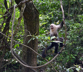 Screaming Capuchin/Scared wild monkey