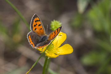 Kleiner Feuerfalter (Lycaena phlaes)