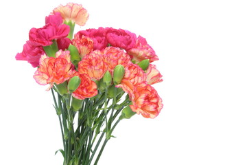 カーネーション