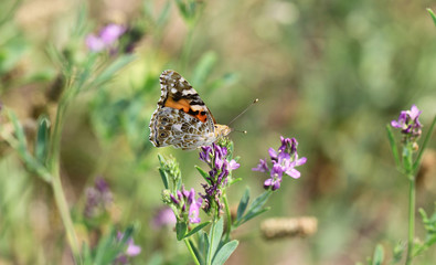 Schmetterling mit Farbmuster.