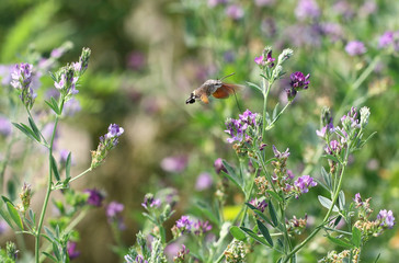 Taubenschwänzchen auf Blume