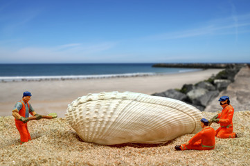 Muschel am Strand