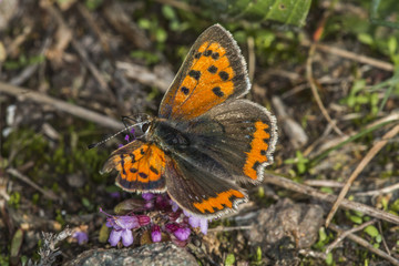 Kleiner Feuerfalter (Lycaena phlaes)