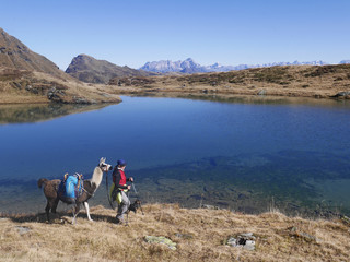 Lamatrekking in Österreich