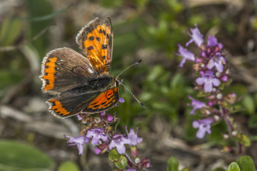 Kleiner Feuerfalter (Lycaena phlaes)