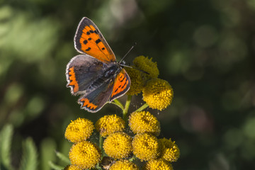 Kleiner Feuerfalter (Lycaena phlaes)