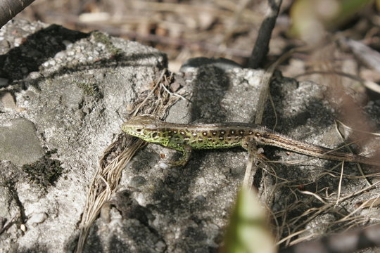 Jaszczurka zwinka na kamieniu
