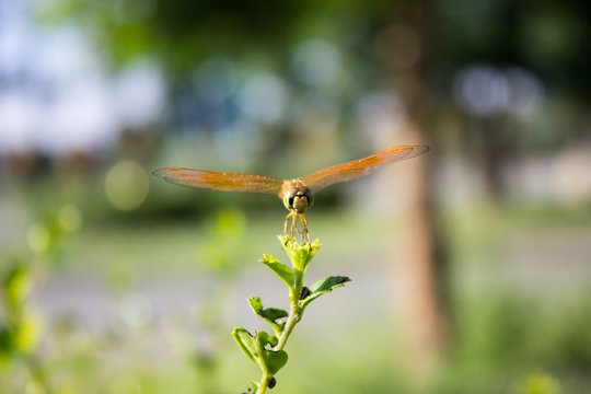 Dragonfly on the grass with a bokeh background.