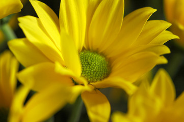Chrysanthemum Yellow 
