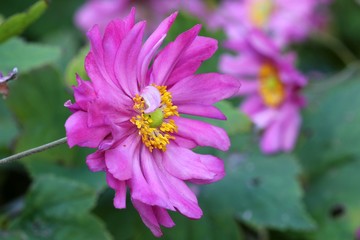 Obraz premium Anemone japonica