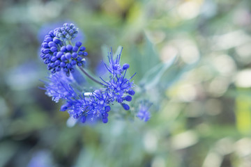 Caryopteris blue flowers