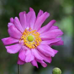 Fototapeta premium Anemone japonica