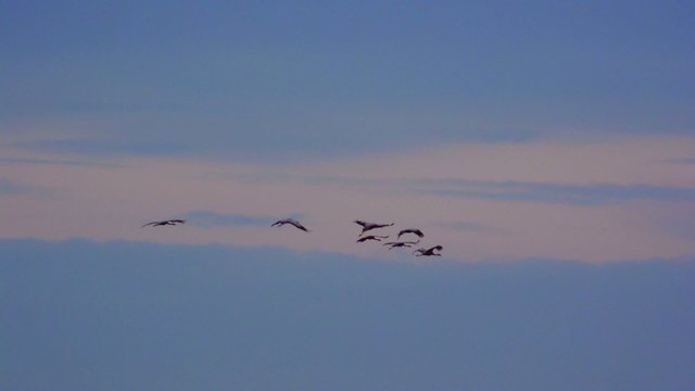 Migrating Common Cranes or Eurasian Cranes (Grus Grus) birds flying in a sunset at the end of an autumn day. 