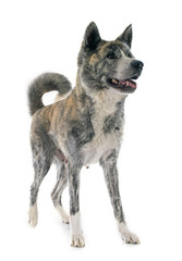 akita inu