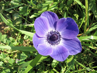 Ramat Gan Park Purple Crown Anemone flower 2007