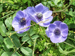 Ramat Gan Park Purple Crown Anemone flowers 2007