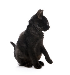 Black kitten looks up at the space for your text.