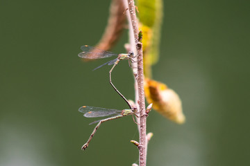 Libellule in accoppiamento