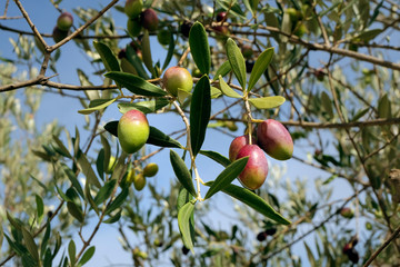olives de Provence