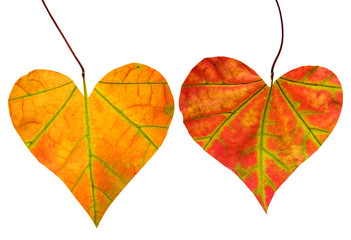 Two red leaf in the form of heart
