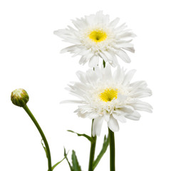 Bouquet of large white daisies