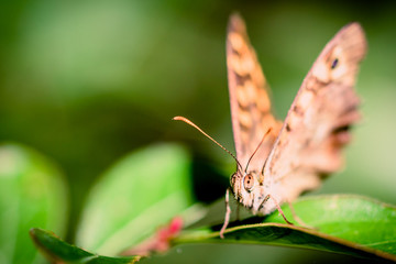 papillon Le tircis