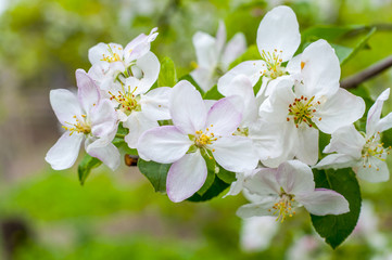 Obraz premium Blooming apple branch