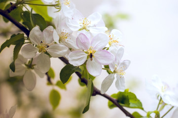 A branch of apple tree