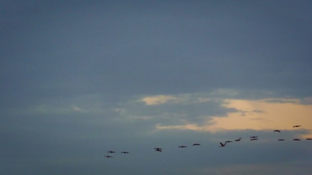 Migrating Common Cranes or Eurasian Cranes (Grus Grus) birds flying in a sunset at the end of an autumn day. 