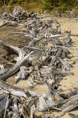 Line of bleached driftwood on beach of Flagstaff Lake, Maine.