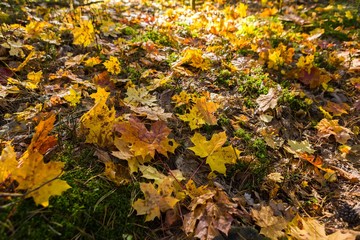 Close up of fallen maple tree leaves