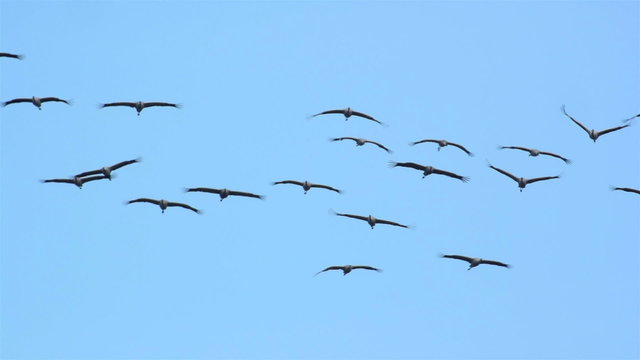 Migrating Common Cranes or Eurasian Cranes (Grus Grus) birds flying in the clear blue sky during an autumn day. 