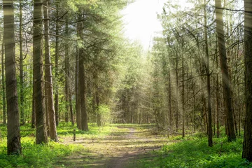 Zelfklevend Fotobehang Forrest trees with path in the middle and sun rays © luckeyman