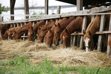 Yearlings eating fresh hay on a beautiful horse farm summertime