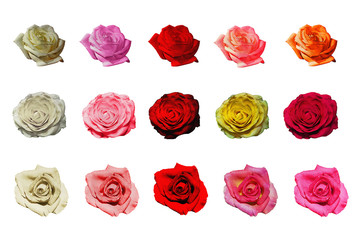 set isolated on white background roses - Powered by Adobe