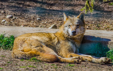 sleeping wolf
